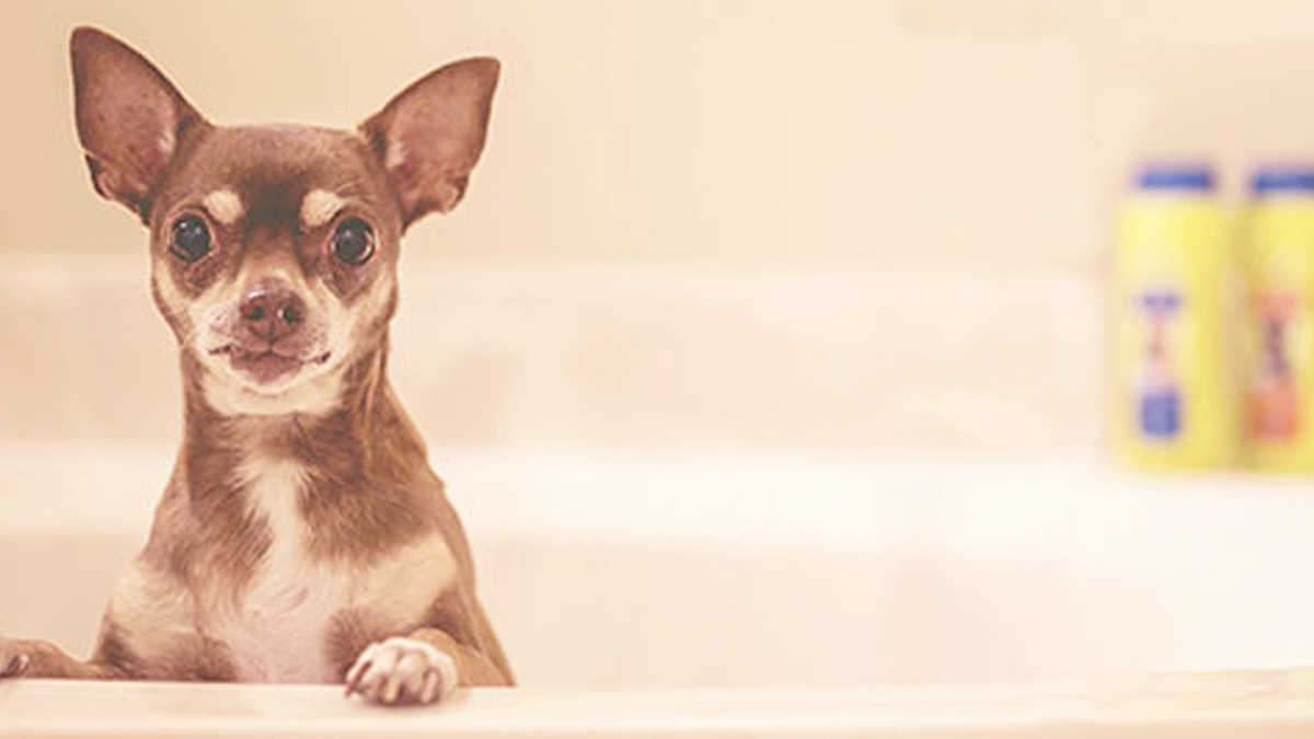 How To Bathe A Puppy PuppySpot