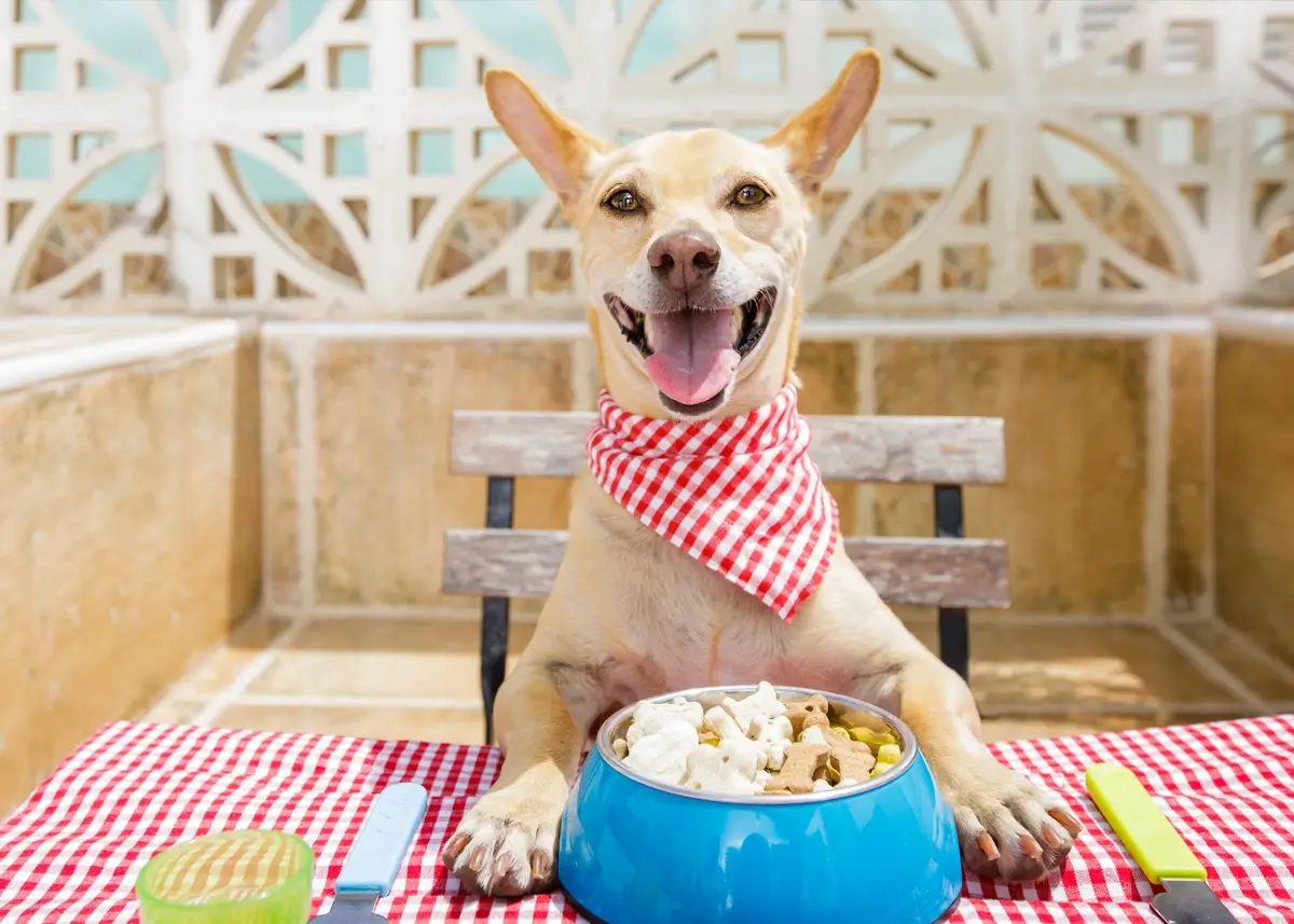A cream-colored dog sits at a red and white checkered table with a bowl of treats in front of it