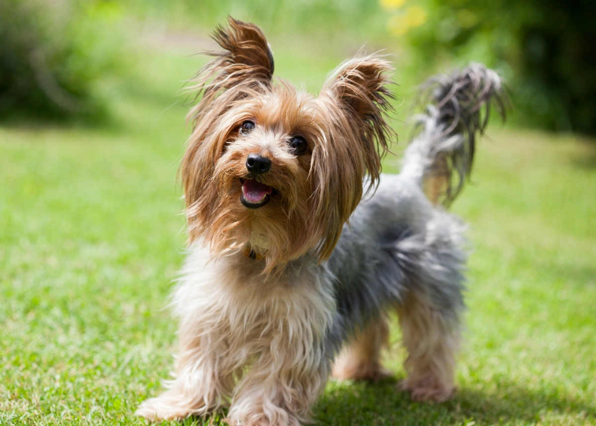 A cute Yorkshire Terrier waits for a ball to be thrown