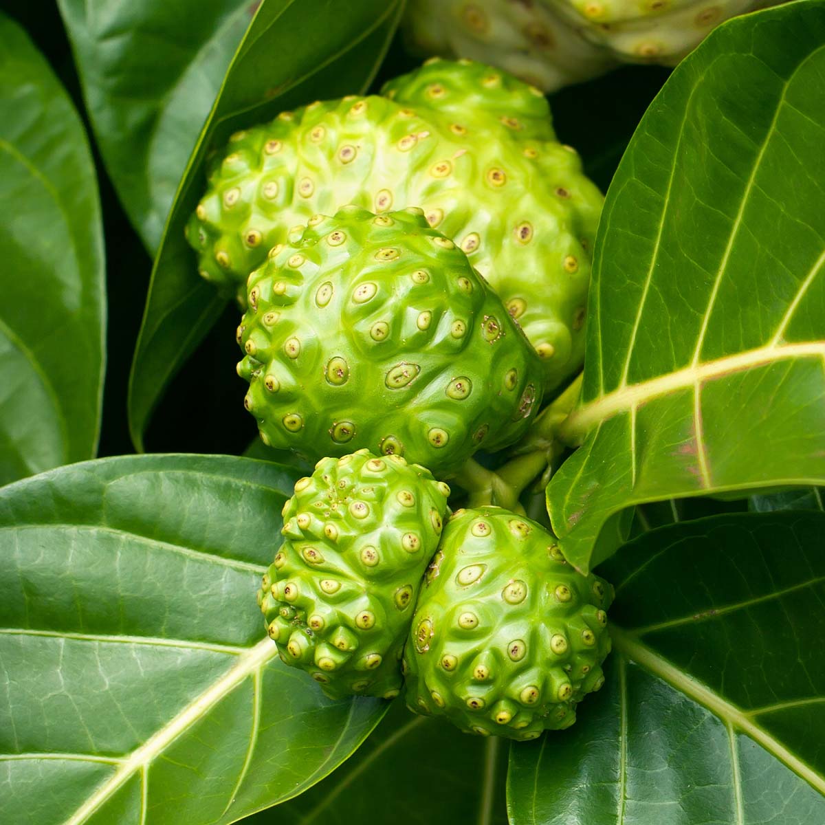 Tahitian Noni™ ORIGINAL