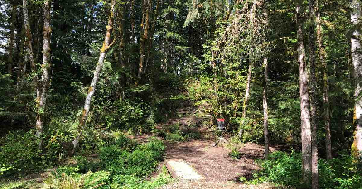 Ferns and mature trees surround a basket just visible off-center in the photo