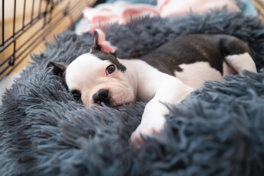 Boston terrier 2024 crate training