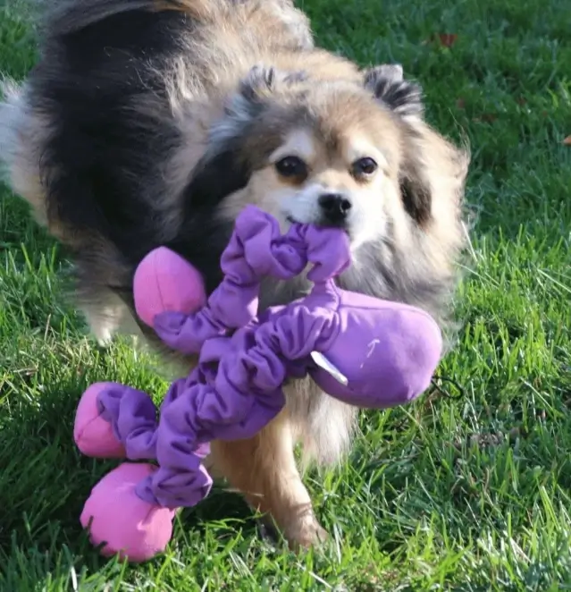 octopustugofwar (1).webp