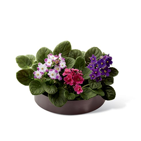 Three African violets dish garden with 3 African violet plants