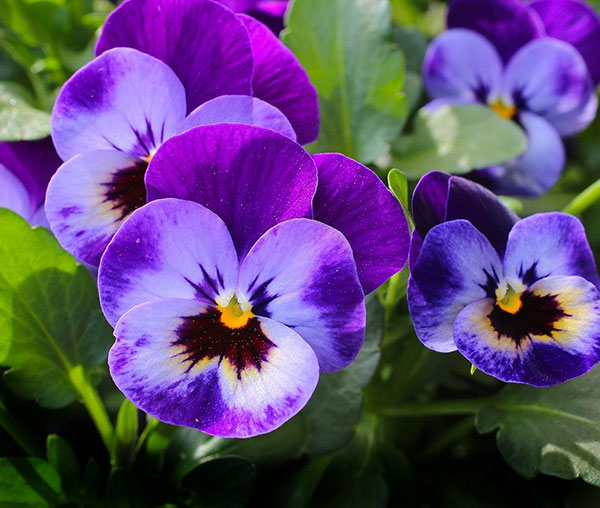 Birth Flowers for February