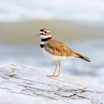 Alabama Birds Killdeer