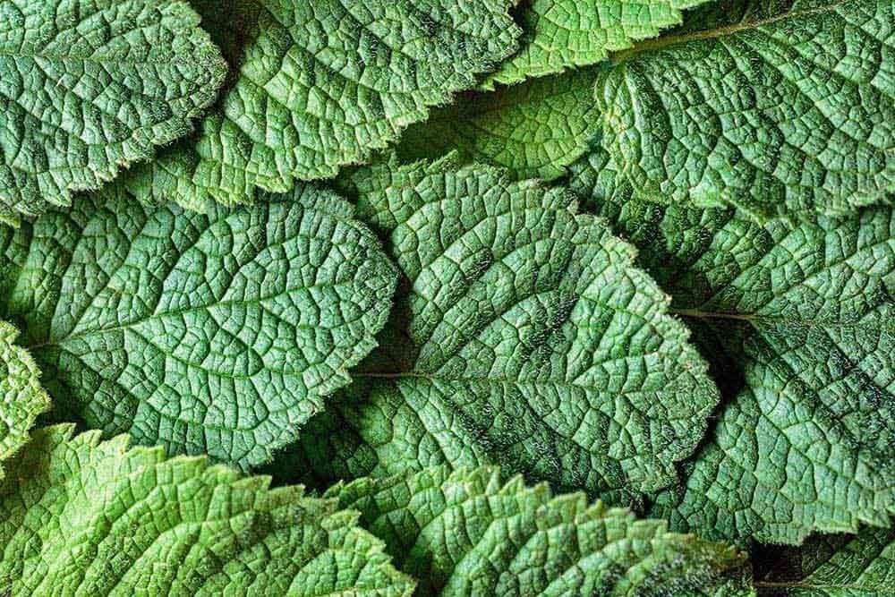 Is mint plant cheap poisonous to dogs