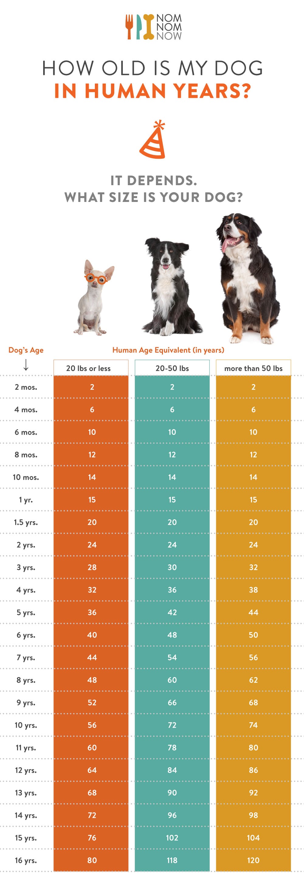 how old is a dog 5 months in human years