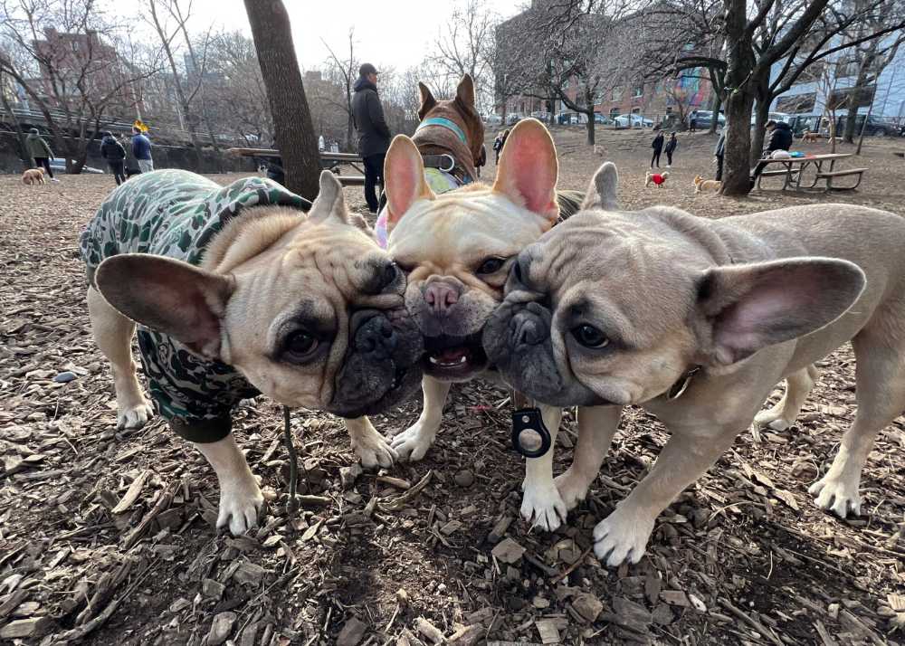 frenchiesofbrooklyn.jpg