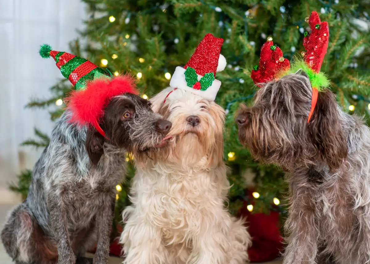 3 dogs wearing elf hat headbands sit in front of a decorated Christmas tree
