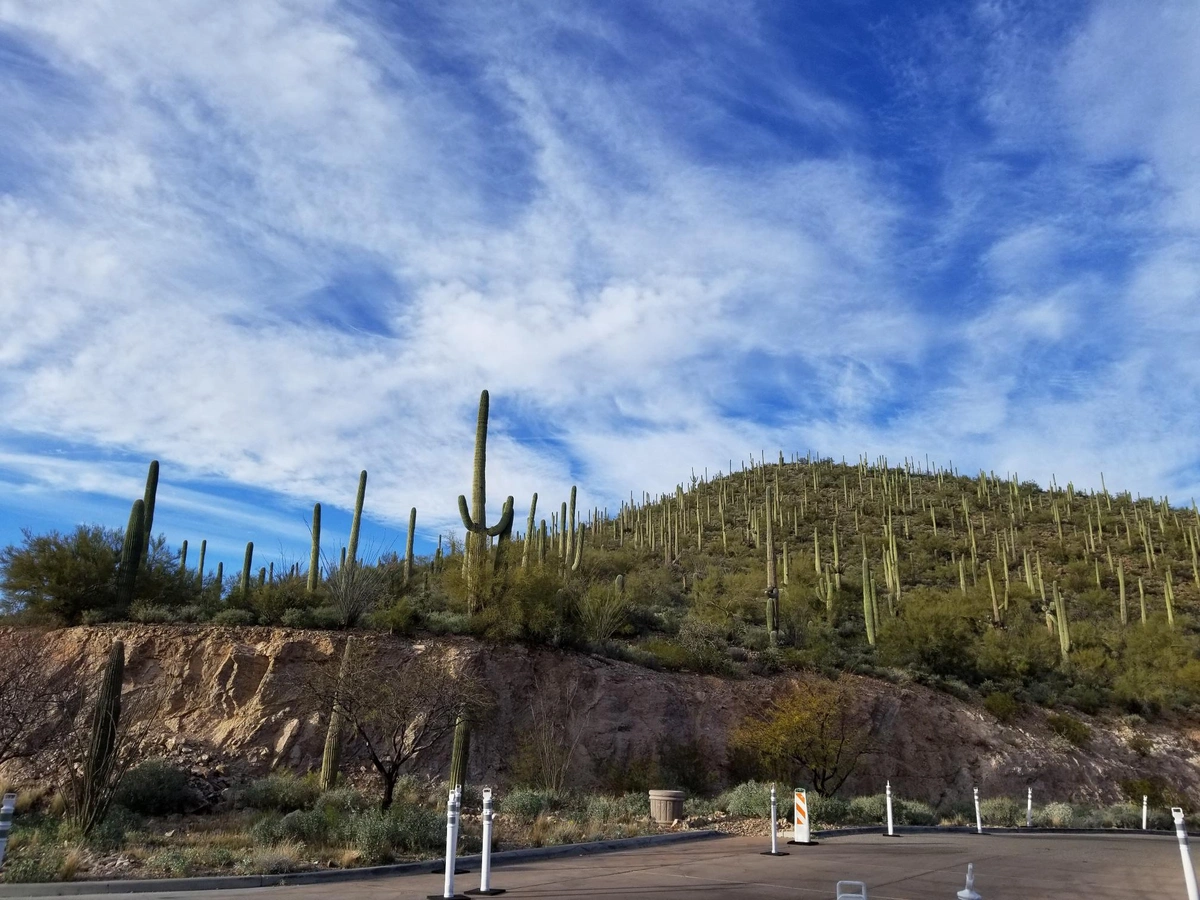 Tucson desert landscape