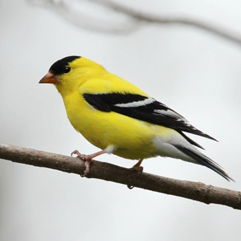 Alabama Birds American Goldfinch