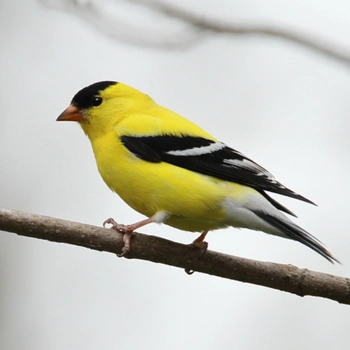 Red-winged Blackbird - Alabama Birding Trails