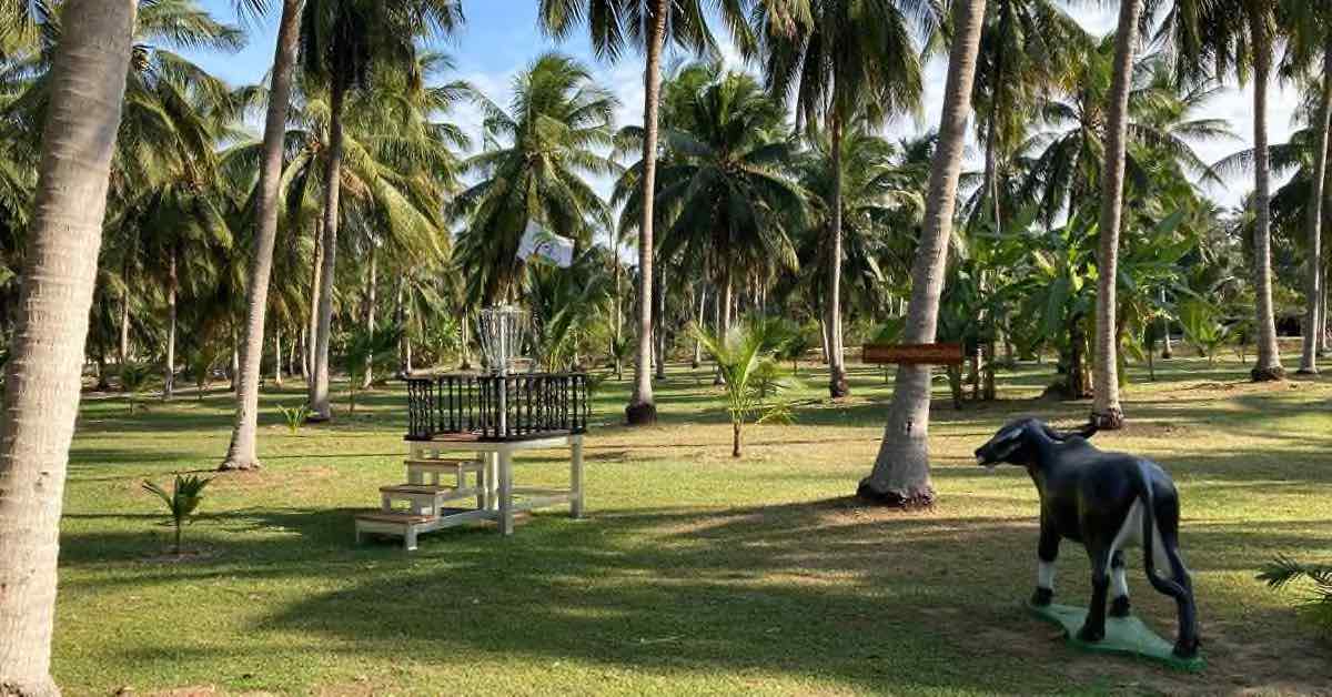 Cow statue, palm trees, and a disc golf basket