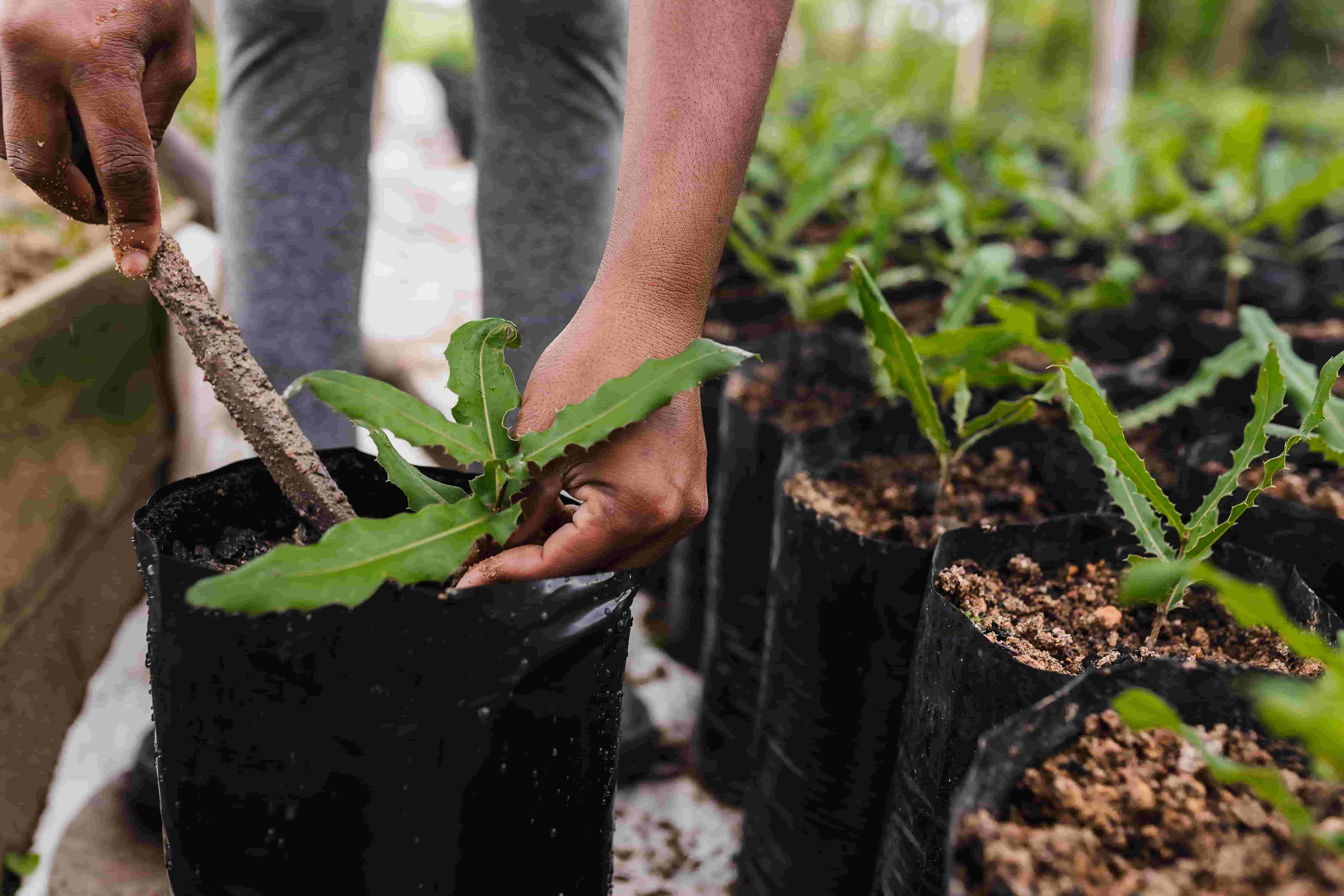 Man planting a tree