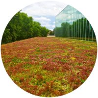 extensive green roof with Sedum mat blanket at glass curtain wall and treeline in Washington State