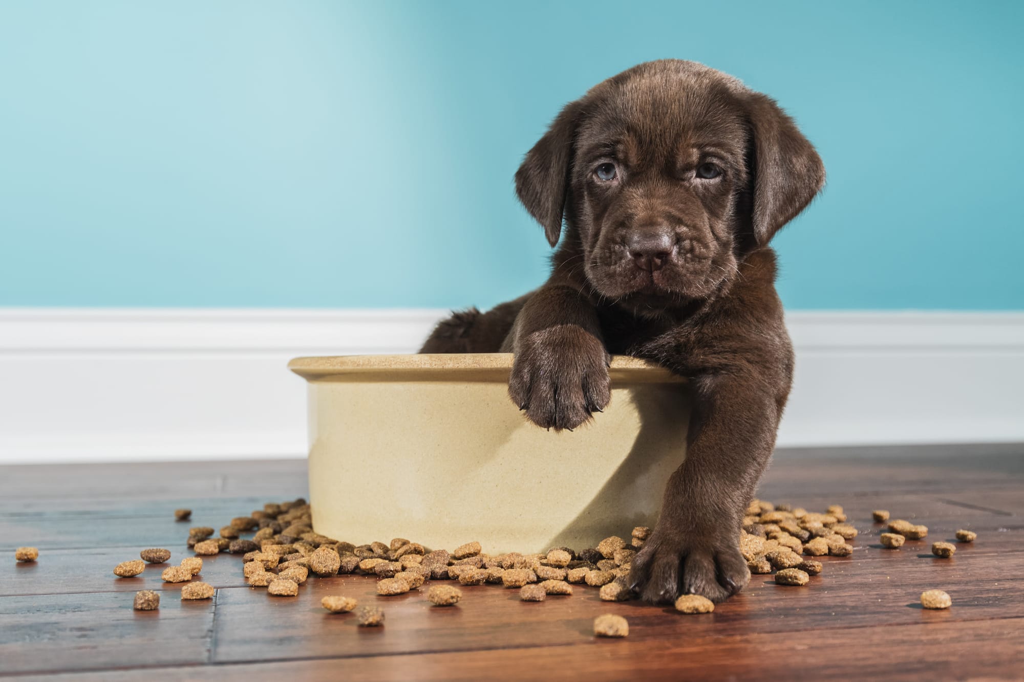 why do dogs want your food