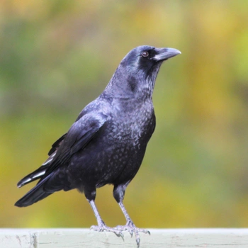 Alabama Birds American Crow