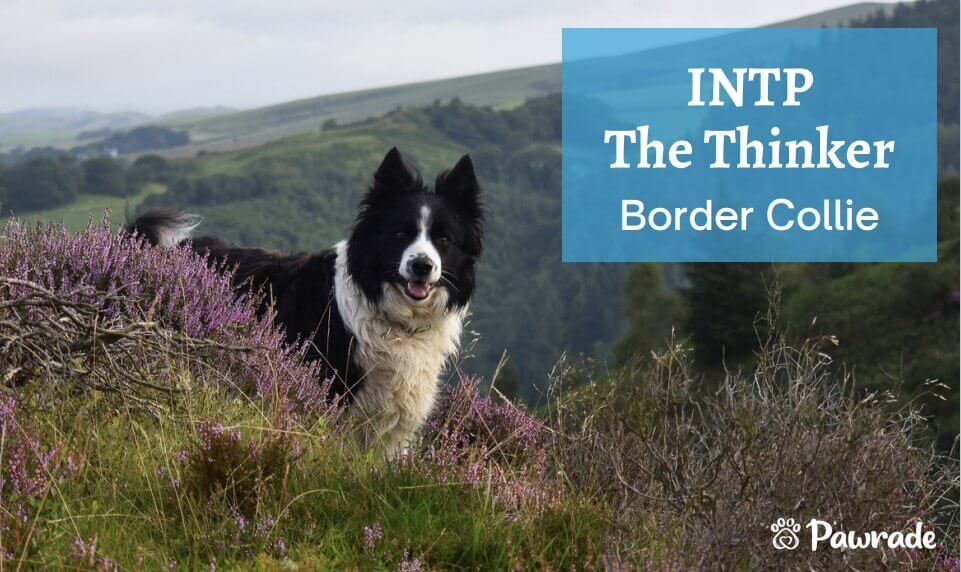 MB INTP Border collie (1).jpg