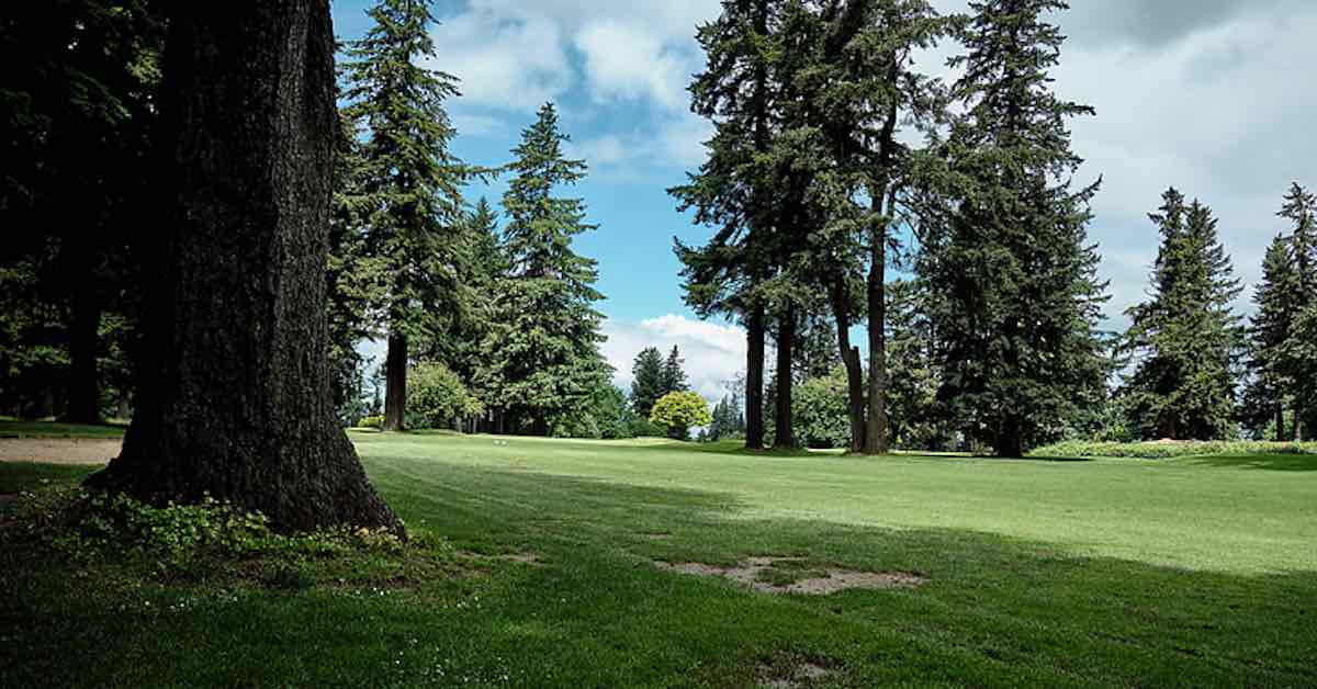 Large evergreen trees in a mowed golf course landscape