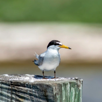 Alabama Birds Least Tern