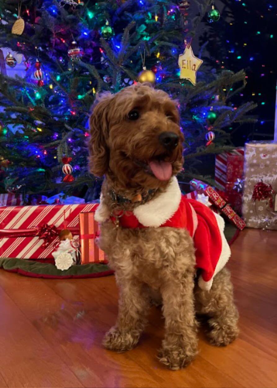 taramirchristmasgoldendoodle.jpg