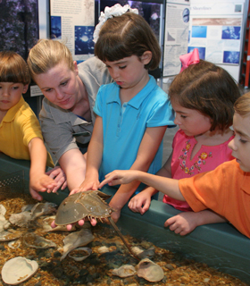 Kids touching horseshoe crab at Estuarium at the Dauphin Island Sea Lab
