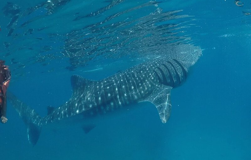 whale shark