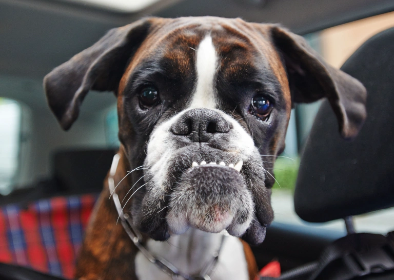 boxerteef.webp