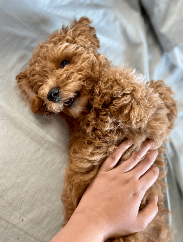 Chicken the red toy poodle puppy