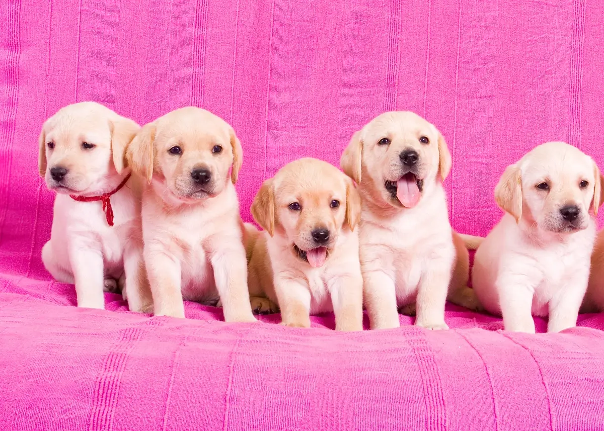 5 yellow labrador retriever puppies sitting against a pink background