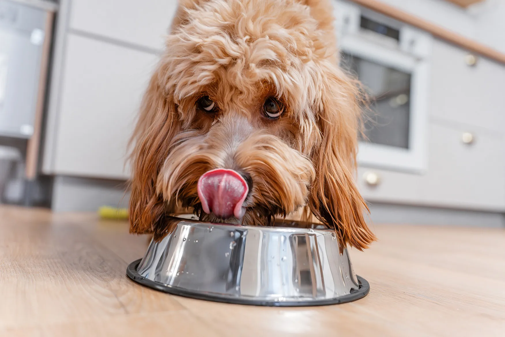 A happy dog eagerly eating from a bowl, showcasing its playful and content demeanor.