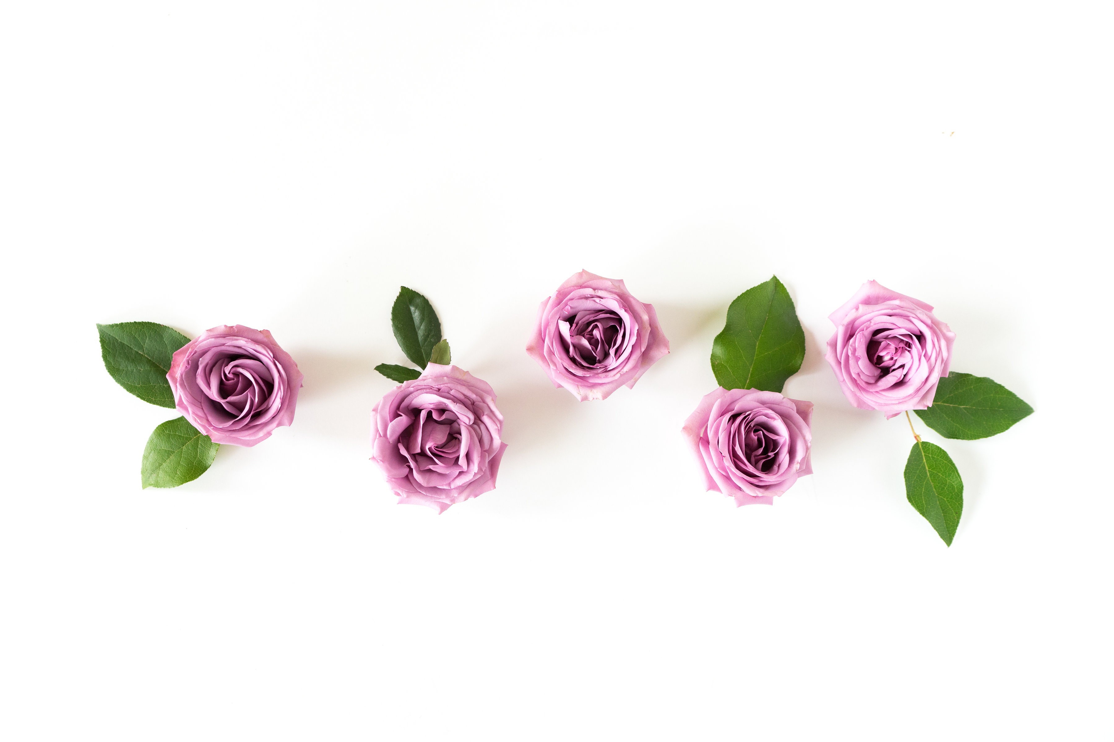Five Purple Roses on White with Leaves