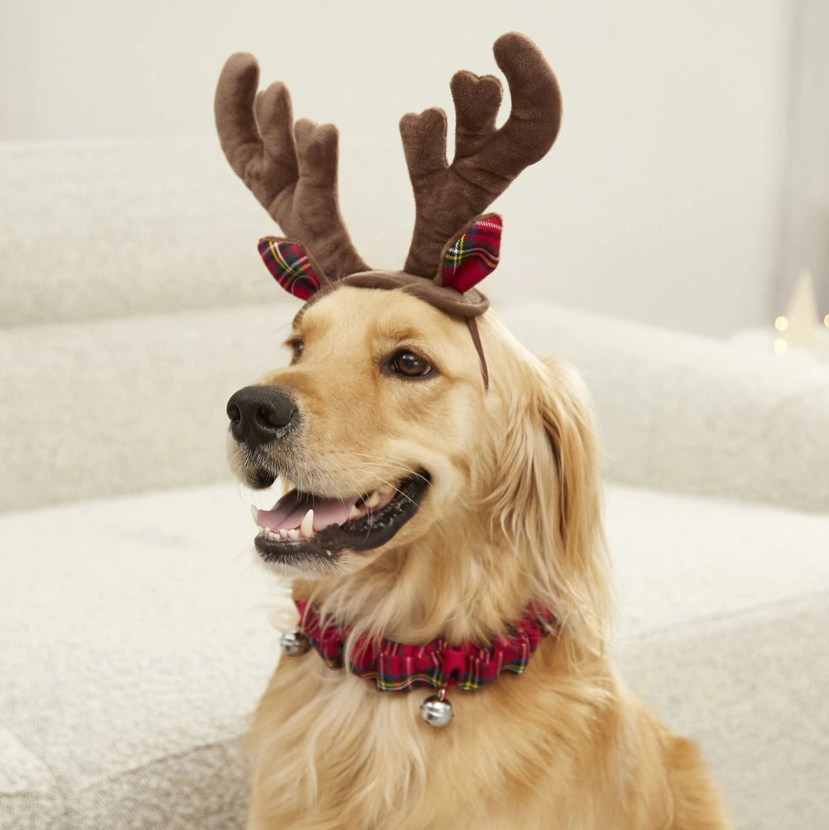 antlercollar.webp