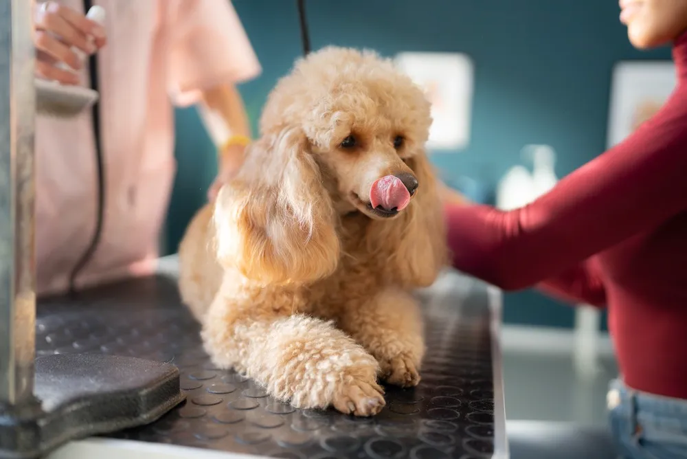 A cream-colored poodle sits on a grooming table while a groomer handles the dog in a pet salon.