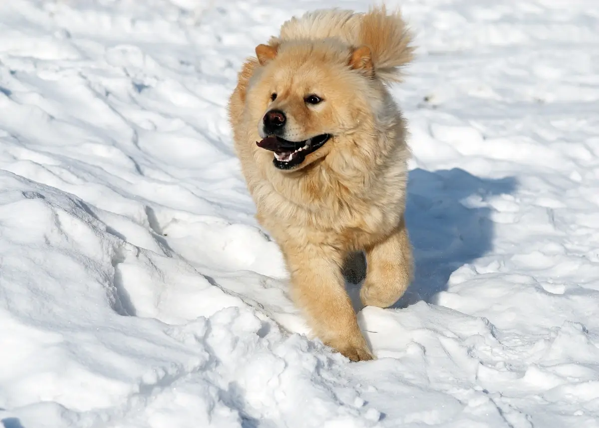 chowchowsnow (1).webp