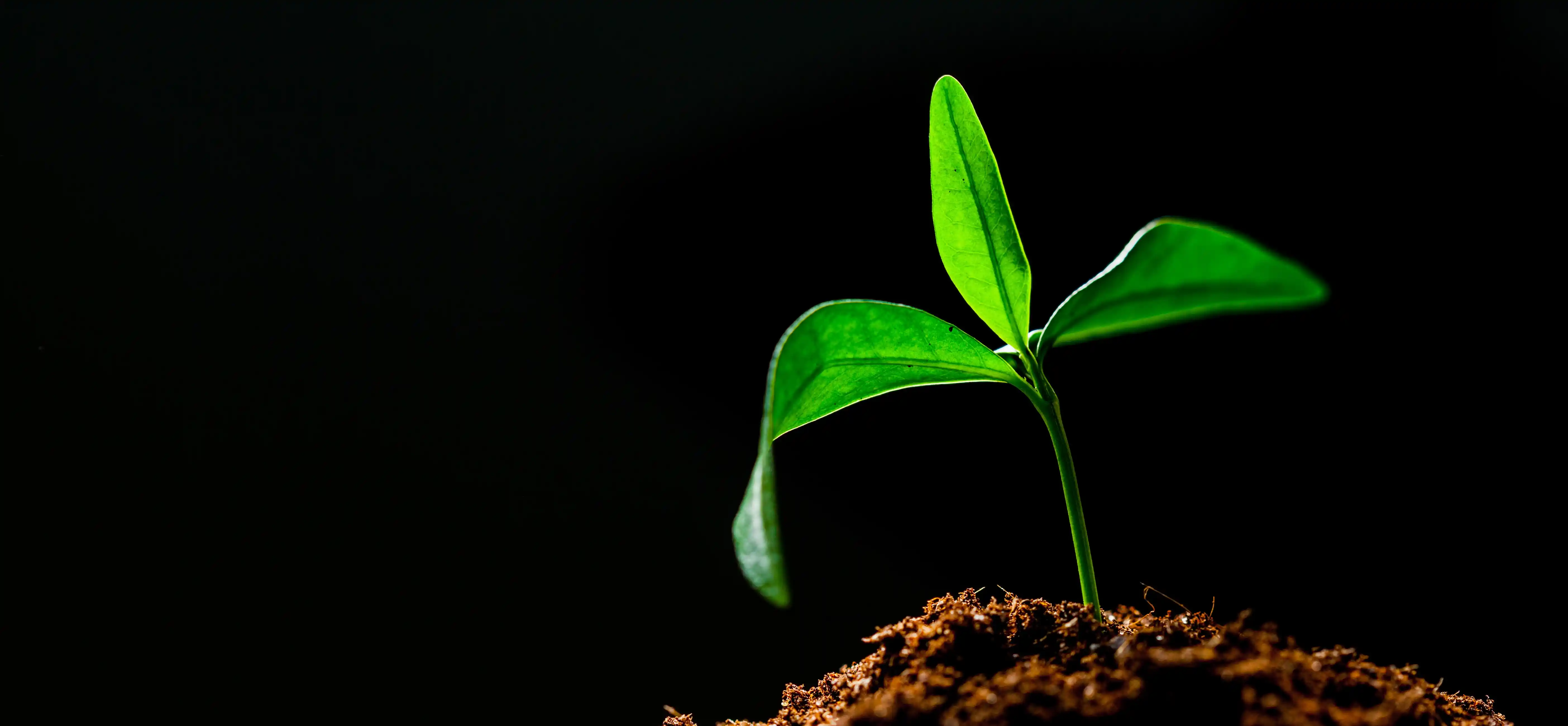 Green seedling growing from soil symbolizing sustainable ESG business growth