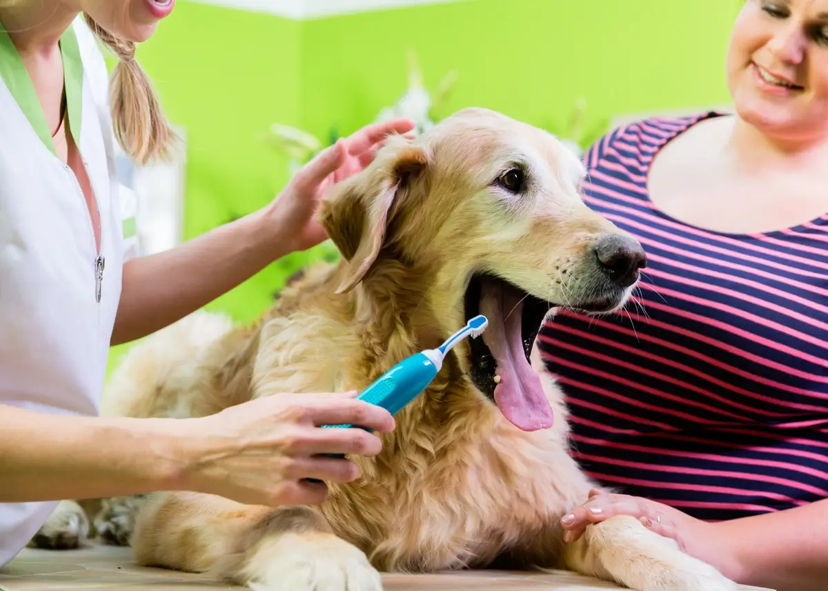 2 people brush a Golden Retriever's teeth