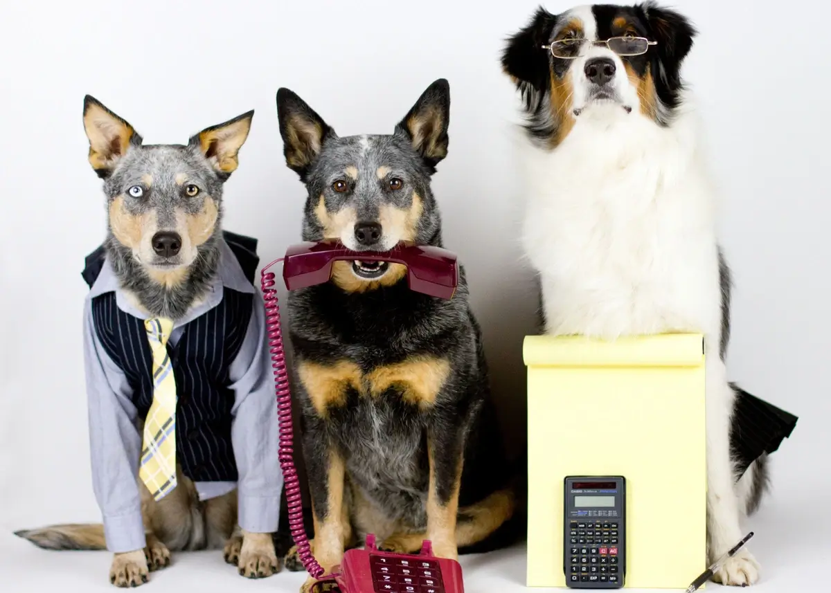 Three dogs are seated and dressed in office attire