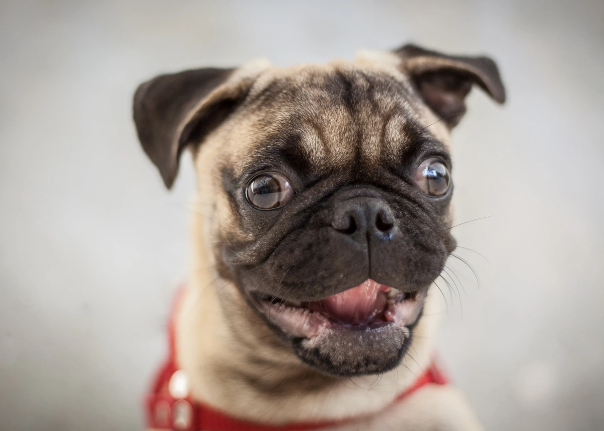 A silly Pug puppy smiles at the camera