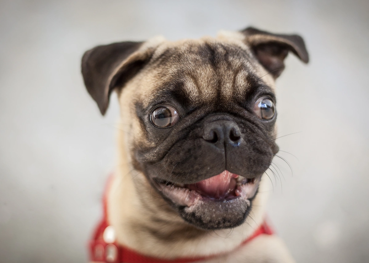 The Ultimate Pug Puppy Ownership Guide