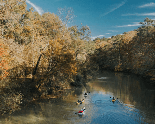Kayakers going down a river with forest background
