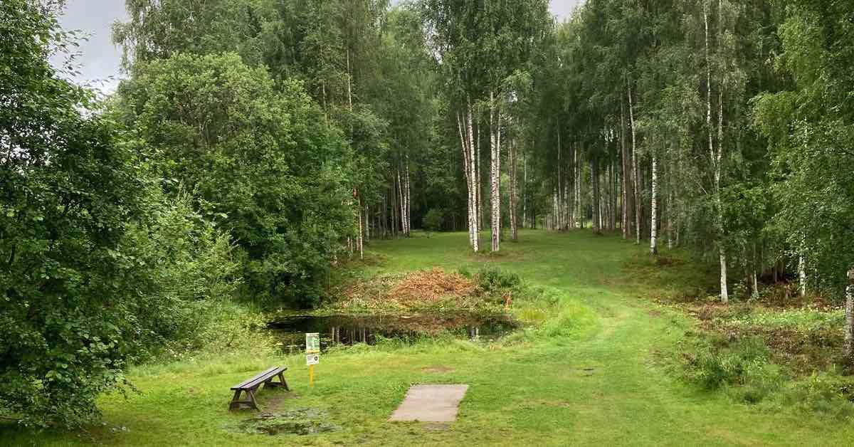 A disc golf tee pad leads to a hole with multiple fairway options through birches