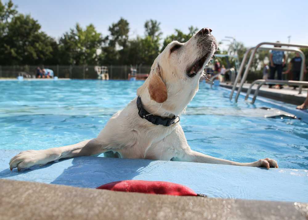 A Labrador Retriever pops his head out of a swimming pool smiling