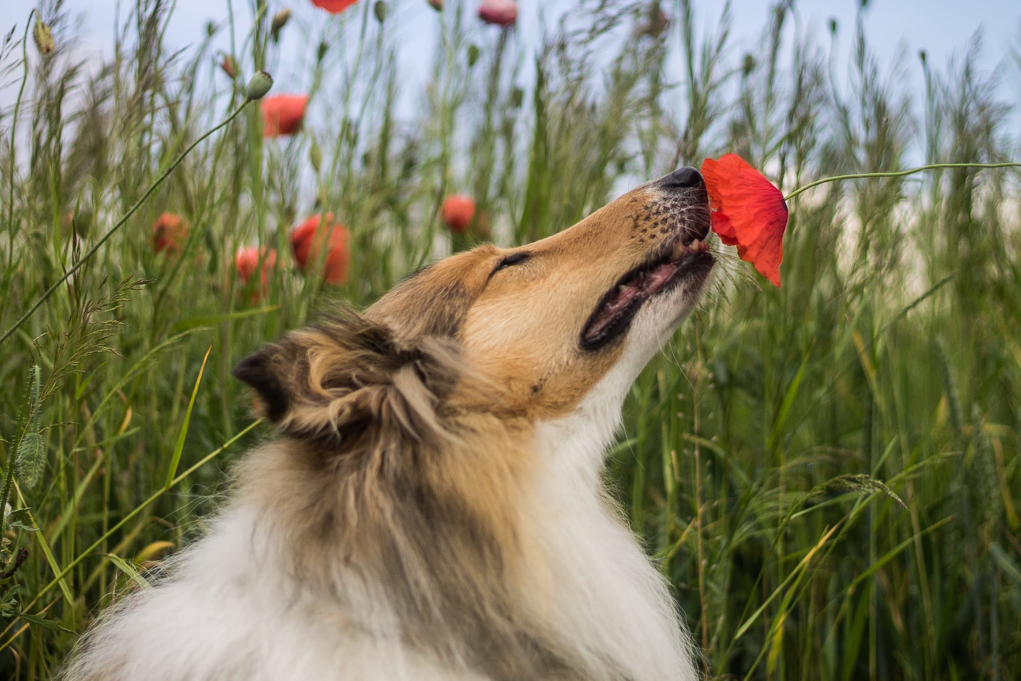 Understanding a Dog's Sense of Smell - Nom Nom