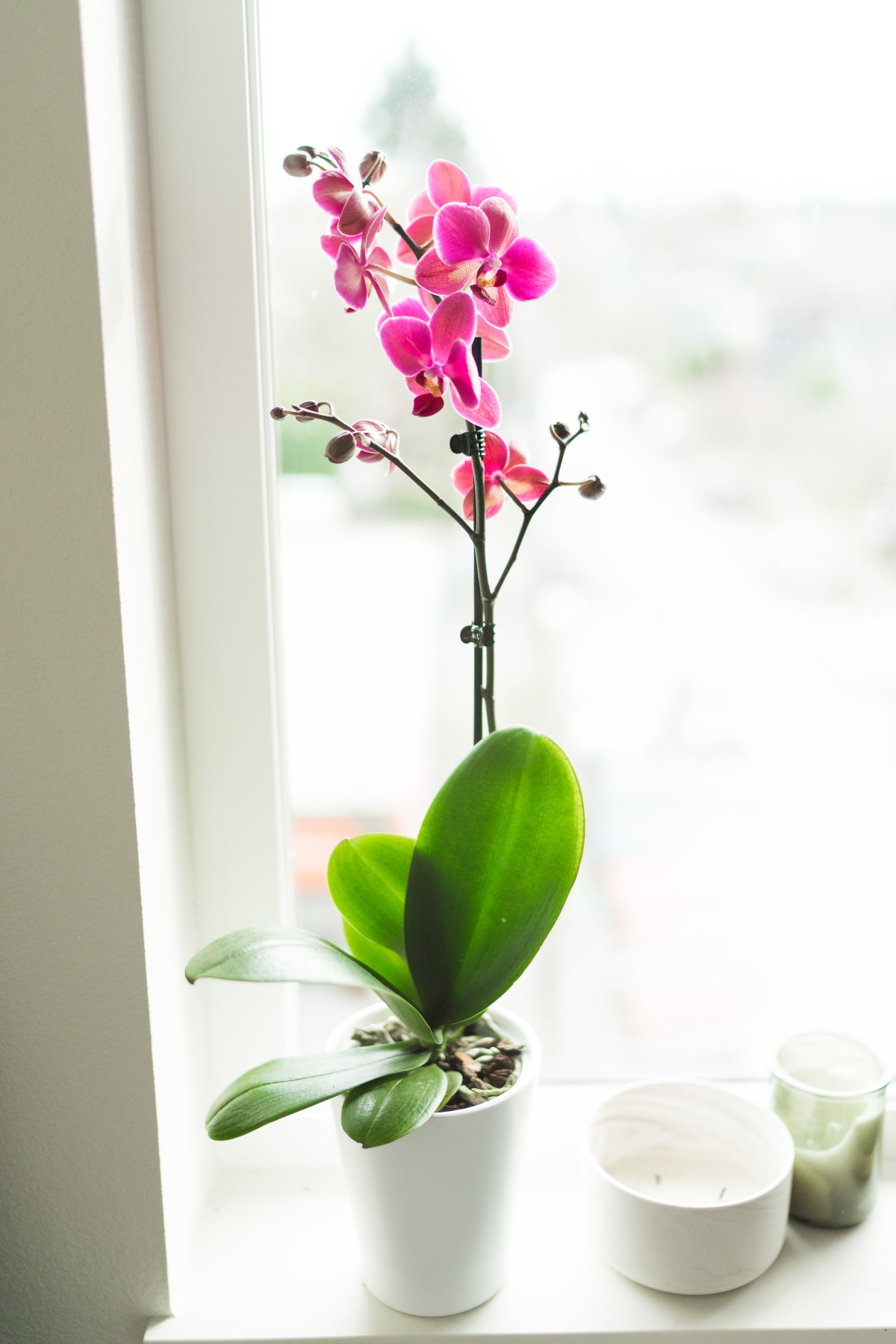 Purple Orchid on Window Sill