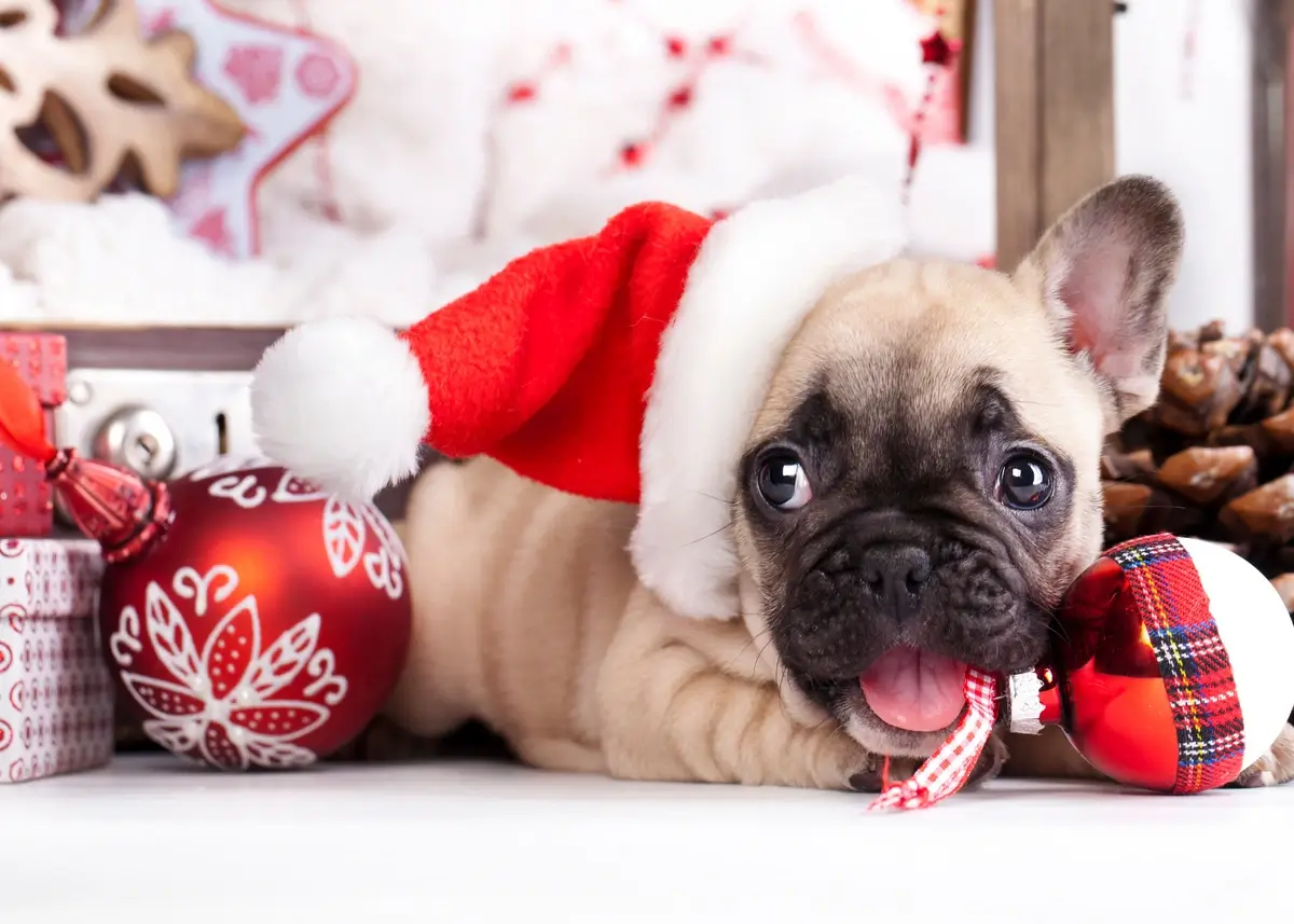 French Bulldog puppy wearing a Santa hat and chewing on a red and white ornament ball