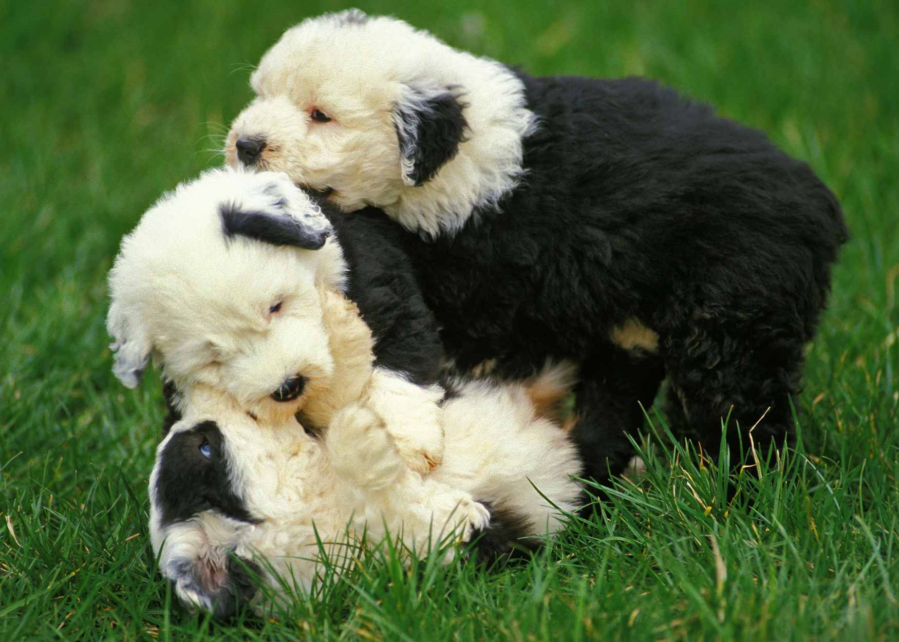 oes.puppies.jpg