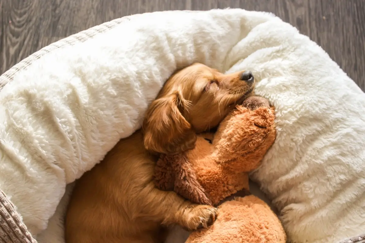 A Golden Retriever puppy asleep on a plush dog beg hugging a stuffed toy dog