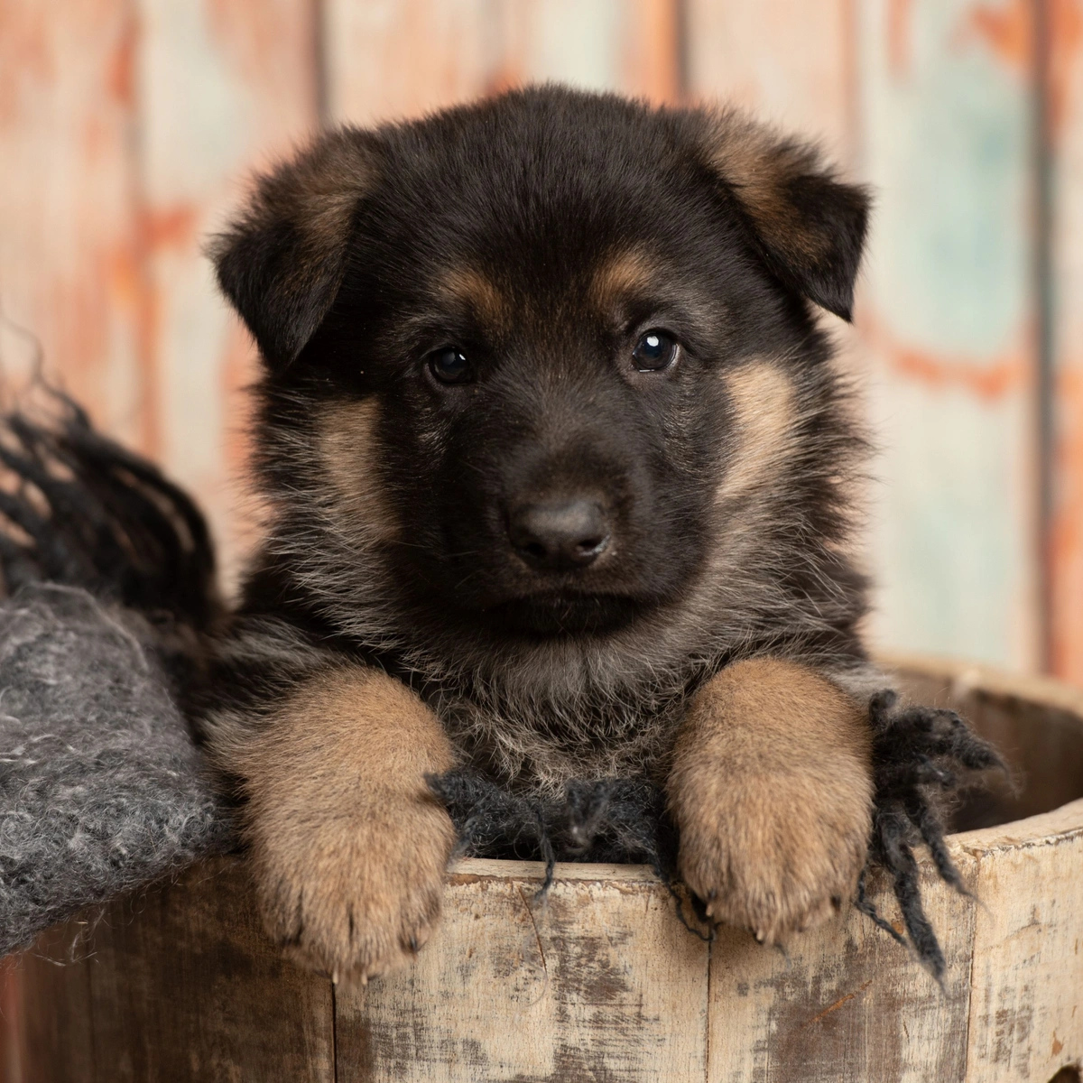 german shepherd dog